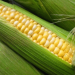 milho verde na espiga