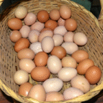 Ovos de Galinha Caipira